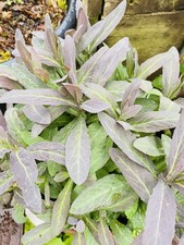 Vietnamese asian coriander - vietnamese,