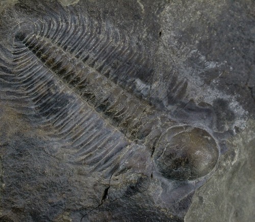 Cambrian hydrocephalus carens - cambrian,