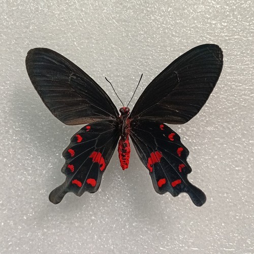 Pachliopta kotzebuea pink - kotzebuea,,