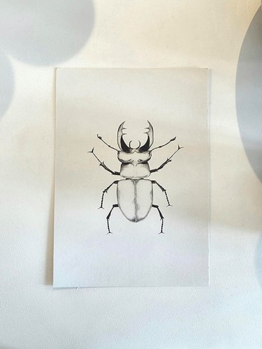 Art print stag beetle - stag,