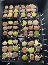 9 Colourful Lithops in 6cm pot -UK- house plant succulent cactus Home decor