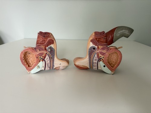 Male organ anatomical model - anatomical,