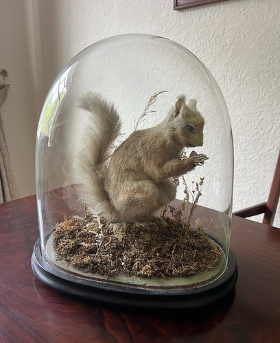 Mounted squirrel taxidermy - mounted,