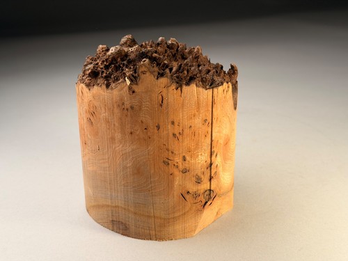 Live edge burr elm - live,