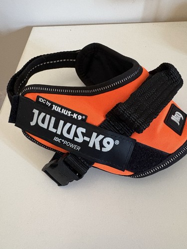 Julius idc dog - idc,