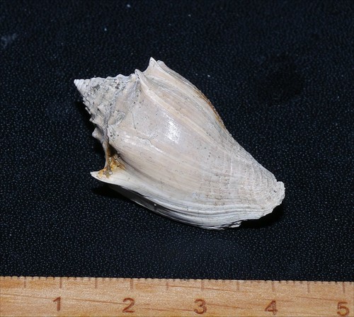 Very rare eocene gastropod - rare,