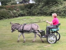 Black Leather Donkey harness
