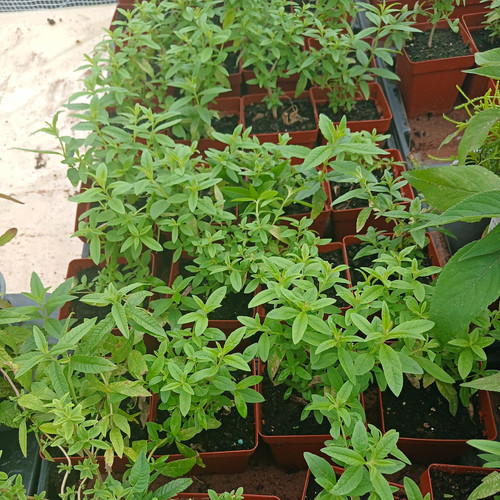 Lemon verbena herb 9 cm - 1,