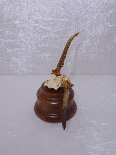 Vintage antique deer antler - antique,