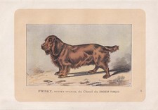 1896 SUSSEX SPANIEL DOG Print - Dog Wall Art Gift - Animal Lover - 10 x 7 Inches