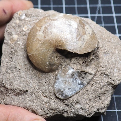 Aturia nautilus ammonite - sp.,