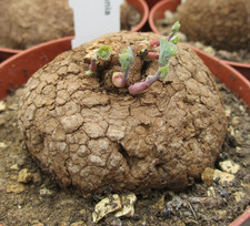 STEPHANIA ERECTA - stunning caudex succulent.