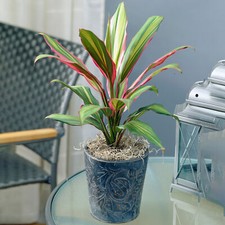 Vibrant Cordyline Kiwi |
