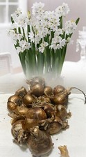 1-50 PAPERWHITE (ZIVA) DAFFODIL/NARCISSUS TAZETTA BULBS (POETAZ) INDOOR/OUTDOOR