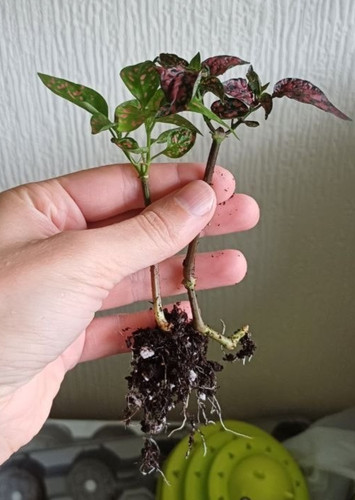 Hypoestes red green - x2, polka