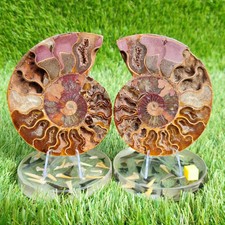 Polished Madagascar ammonite