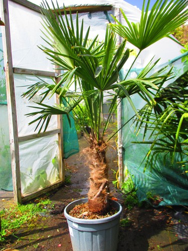 Large 5ft inc pot hardy - large, 5.5ft