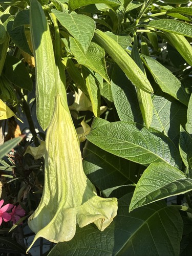 Brugmansia white angel - white, angel's