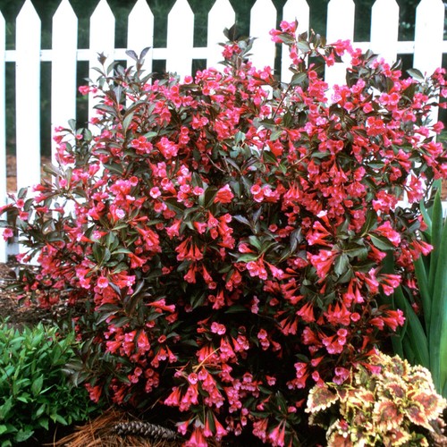 Weigela florida wine and - 1,