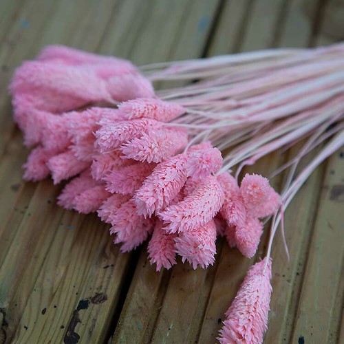 Dried preserved phalaris - dried,