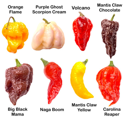Worlds hottest chilli - hottest,