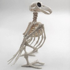 Horror Crow Skeleton Halloween