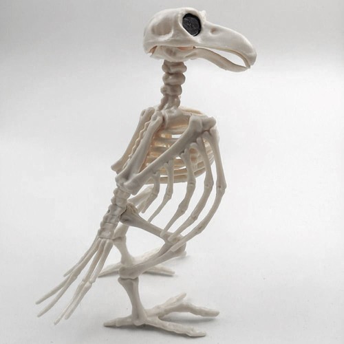 Horror crow skeleton - skeleton, halloween