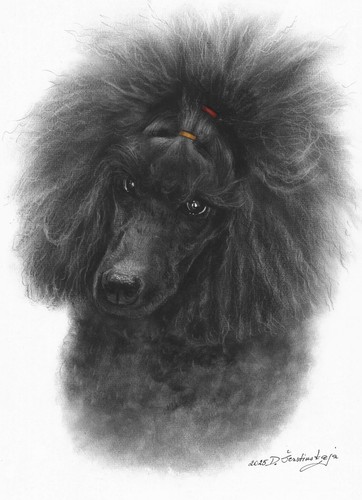 Black poodle dog - dog, portrait