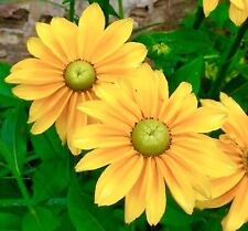 Irish Green Eyes Rudbeckia - 400x Seeds - Flower