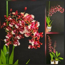 Oncidium Sharry Baby, Super
