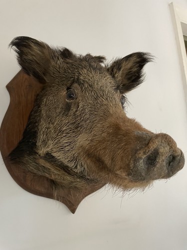 Wild boar head - boar,