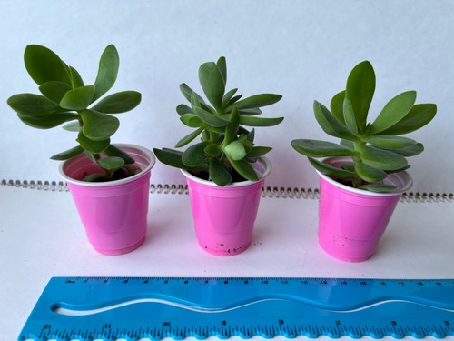 Crassula ovata minima small - ovata,