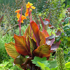 Canna 'Tropicanna'. 4L Plant