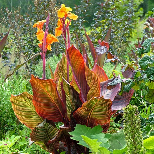 Canna tropicanna 4l plant - 'tropicanna'.,