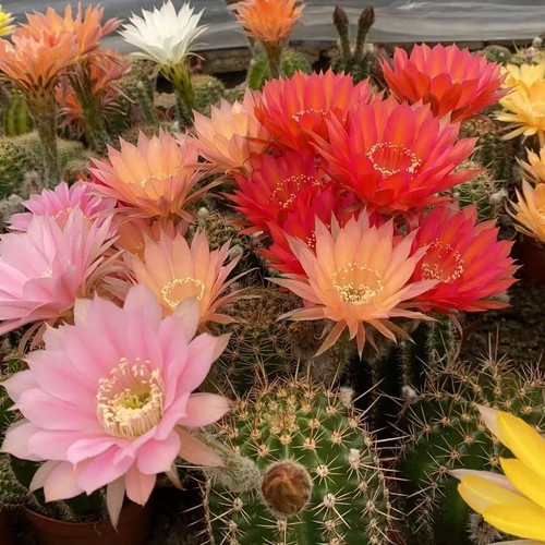 Live hybrid echinopsis - live, cactus