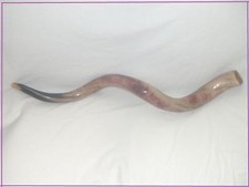 Sale For Kudu Yemenite HORN