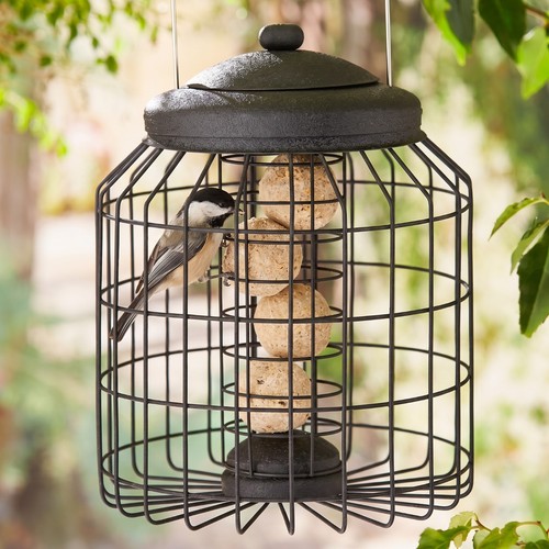 Squirrel proof hanging bird - proof,