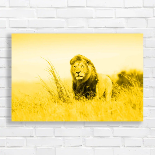 Lion caesar yellow - caesar, canvas