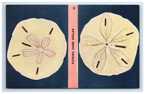 Postcard florida sand dollar - florida,