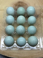Celadon (blue) Coturnix Quail