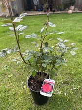POTTED ROSE 'SPECIAL WISHES'