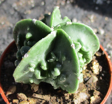 ASTROPHYTUM MYRIOSTIGMA 'FUKURYU' - highly prized cultivar plant.