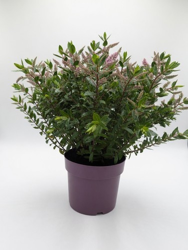 Pink flowering hebe - flowering, shrub