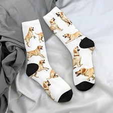 Playful Labrador Retriever