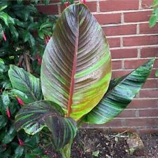 Musa sikkimensis red tiger Hardy  banana 9cm Pot Outdoor Grown