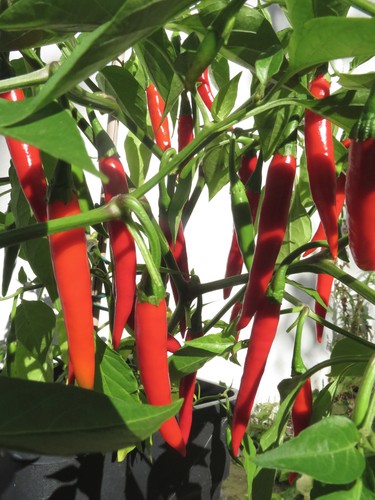Indian pusa jwala - chili, peper