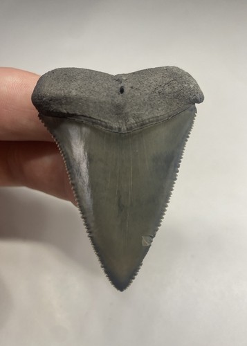 Great white shark tooth - white,