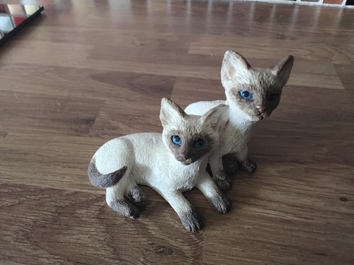 Leonardo siamese cat - leonardo,