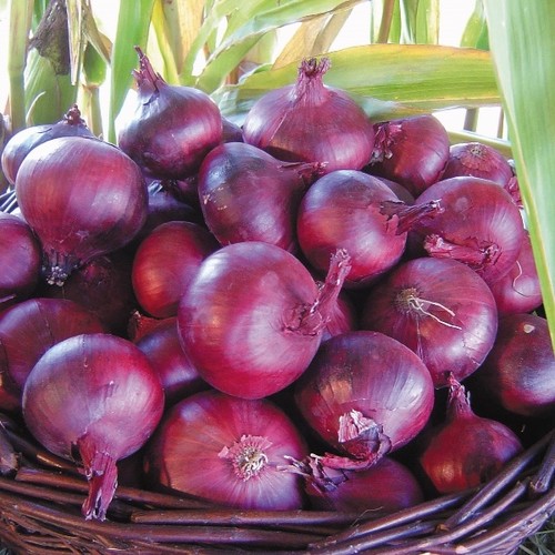 Red baron over - over, onion