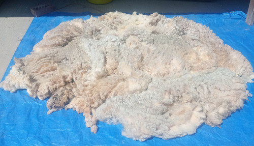 Pedigree ryeland fleece wool - wool,